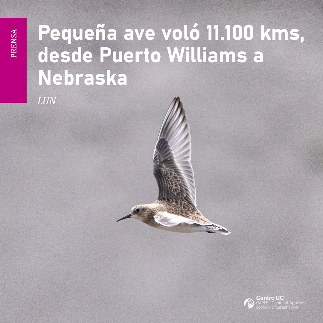 capeschile's tweet photo. Prensa, @lun | Pequeña ave voló 11.100 kilómetros, desde Puerto Williams a Nebraska
El playero de Baird (Calidris bairdii) fue registrado por investigador@s en su recorrido desde el sur austral al hemisferio norte, gracias a red internacional de rastreo
👉 https://t.co/BaikXA7p54 https://t.co/xoJpgU6TYy