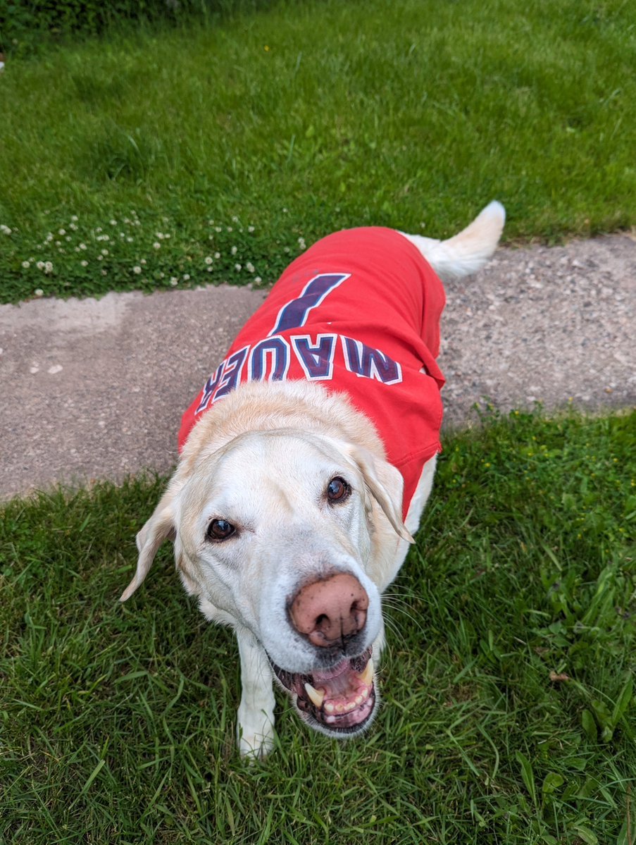 For #NationalBringYourDogToWorkDay 💼🐕❤️ 
I wanted to introduce some fun Hankster merch you can buy to help with my diabetes supplies 🔘💕💉 Thank you so much for helping mom take care of me 🐽💙 Being able to work with mom means da world to me! 🤓💼🐕💛 hankstersgnomesters.com