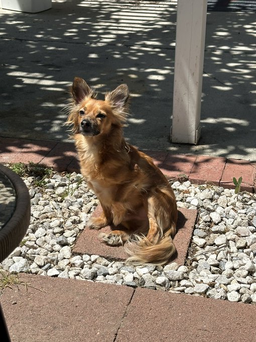Oooooh the place I adopted this little guy from in the news today! No wonder I saw celebrities there