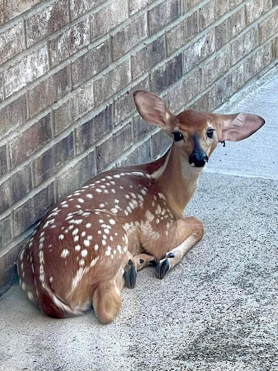 one of many deer tweet media