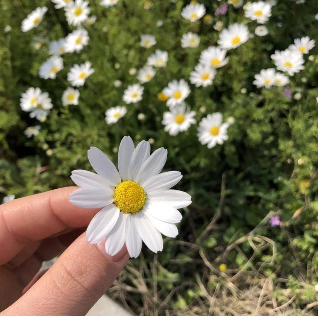 وردة تحمل الورد 🌹. 
صباحكم جميل گ جمال الورد، وگ جمالي. ☺️