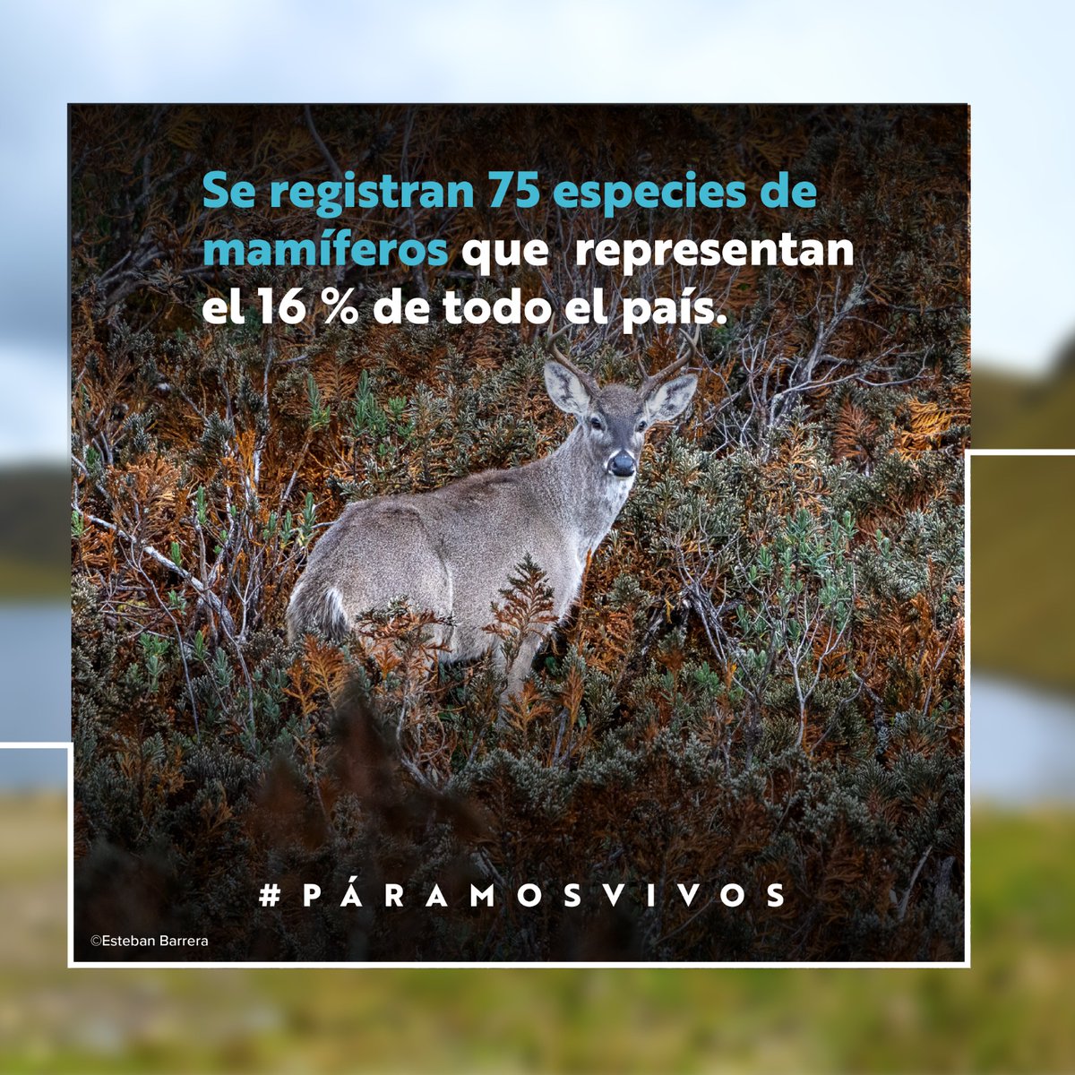 GIZEcuador's tweet image. Los páramos de Ecuador son tesoros naturales que albergan una gran cantidad de biodiversidad. Son cruciales en la lucha contra el cambio climático, actuando como esponjas naturales que regulan el ciclo del agua y almacenan carbono, ayudando a mitigar el calentamiento global.
