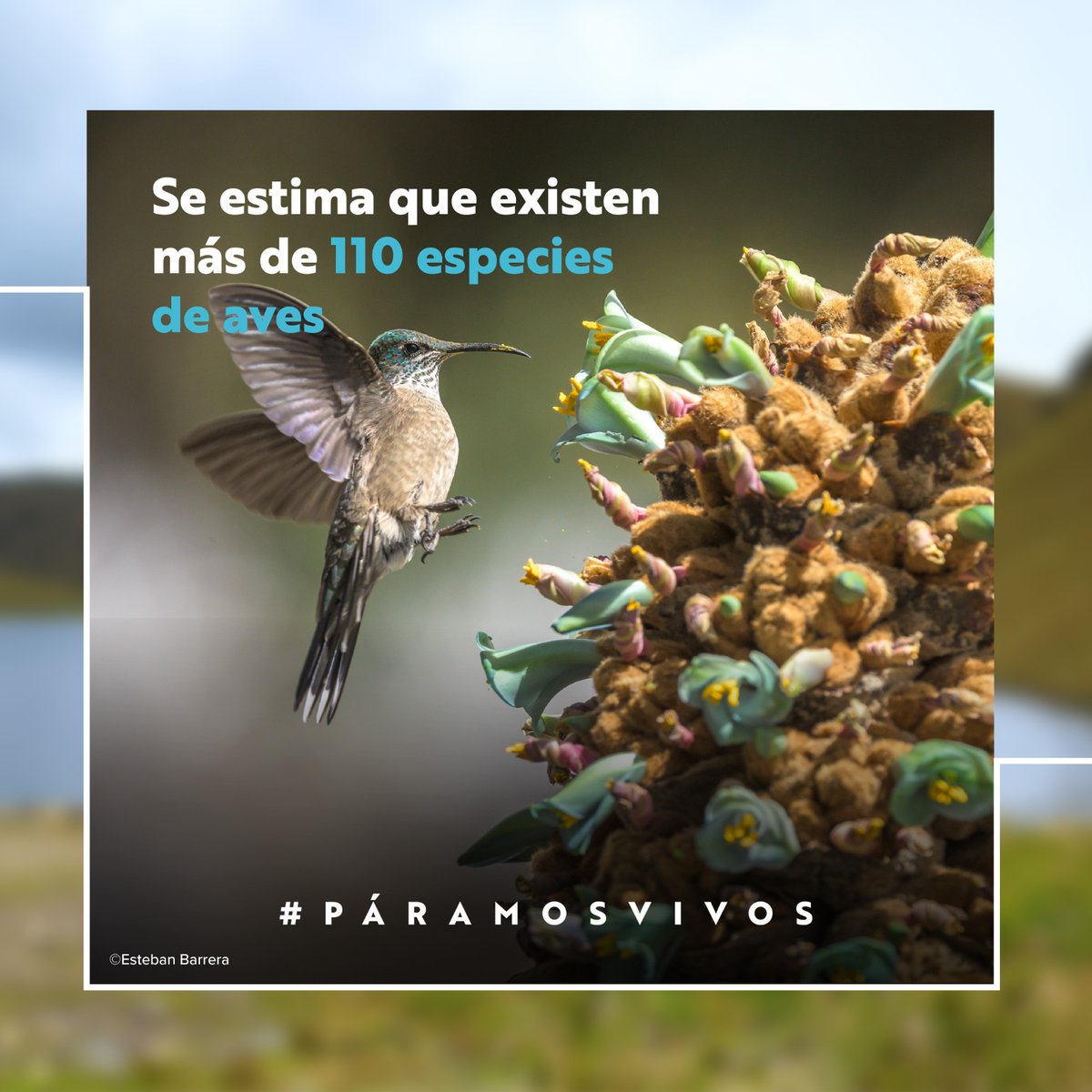 GIZEcuador's tweet image. Los páramos de Ecuador son tesoros naturales que albergan una gran cantidad de biodiversidad. Son cruciales en la lucha contra el cambio climático, actuando como esponjas naturales que regulan el ciclo del agua y almacenan carbono, ayudando a mitigar el calentamiento global.