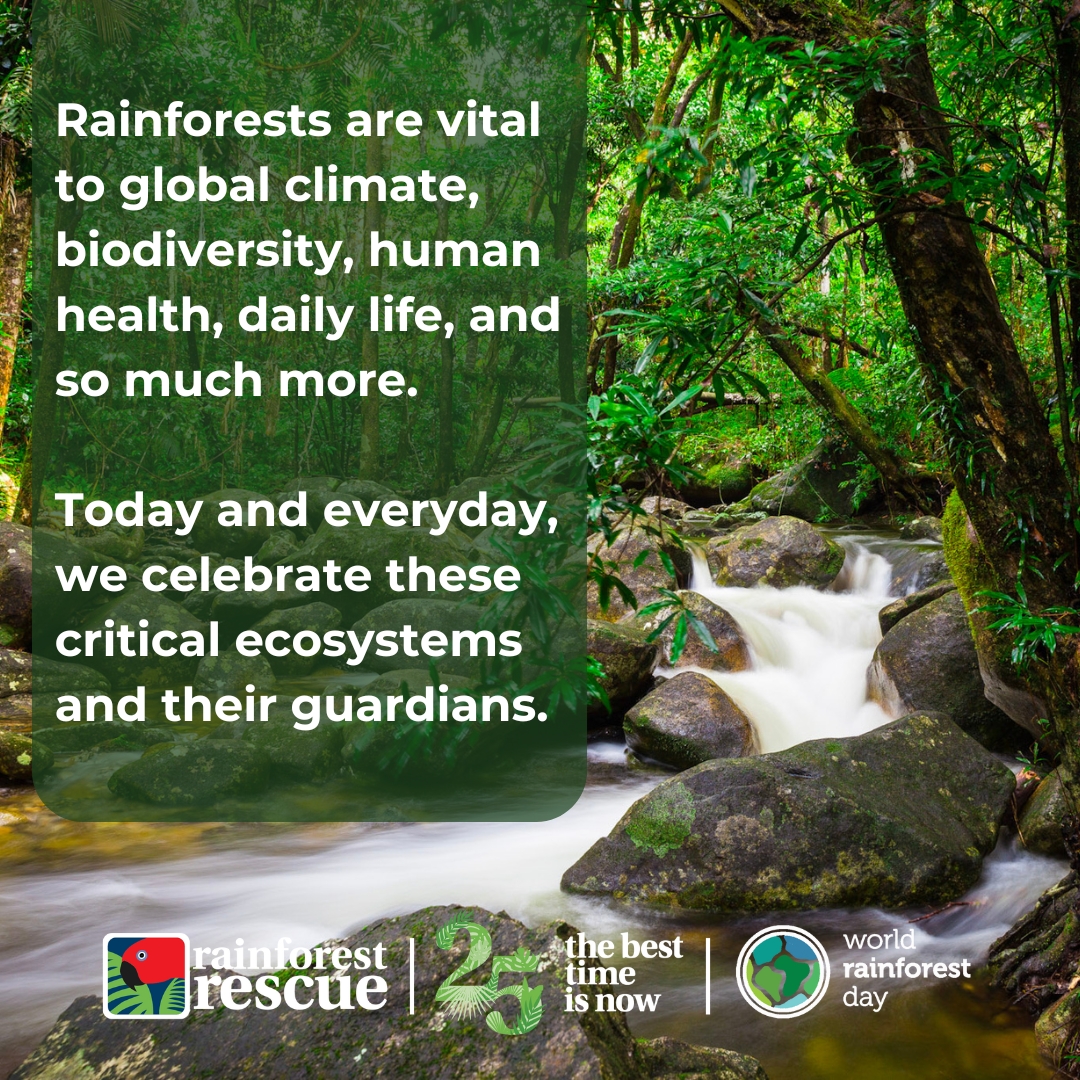 RFR_AU's tweet photo. ๐โ๐ณ๐ Happy #WorldRainforestDay!ย ๐๐ณ๐โ
Want to #celebrate with us?ย Give a gift that will last for generations - the gift of #treesย ๐ฑ๐ณ
https://t.co/sdALpZWpobย ๐
#ForRainforests #TreesAreTheAnswer #WRD2024 #WRD #PlantARainforest @W_RainforestDay @rainforestprtnr https://t.co/V7iRh3E7aC