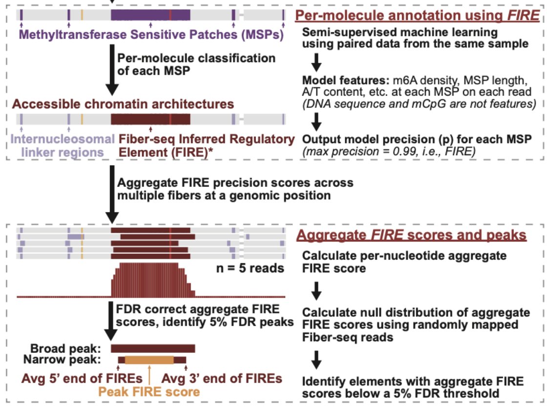 From <a href="/mrvollger/">Mitchell R. Vollger</a> (Stergachis lab): analysis of haplotype-resolved <a href="/PacBio/">PacBio</a> HiFi FiberSeq genome reveals >1,000 regulatory elements with haplotype-selective chromatin accessibility (HSCA), with HLA being the most diverse locus. Accurate quantification of chromatin accessibility
