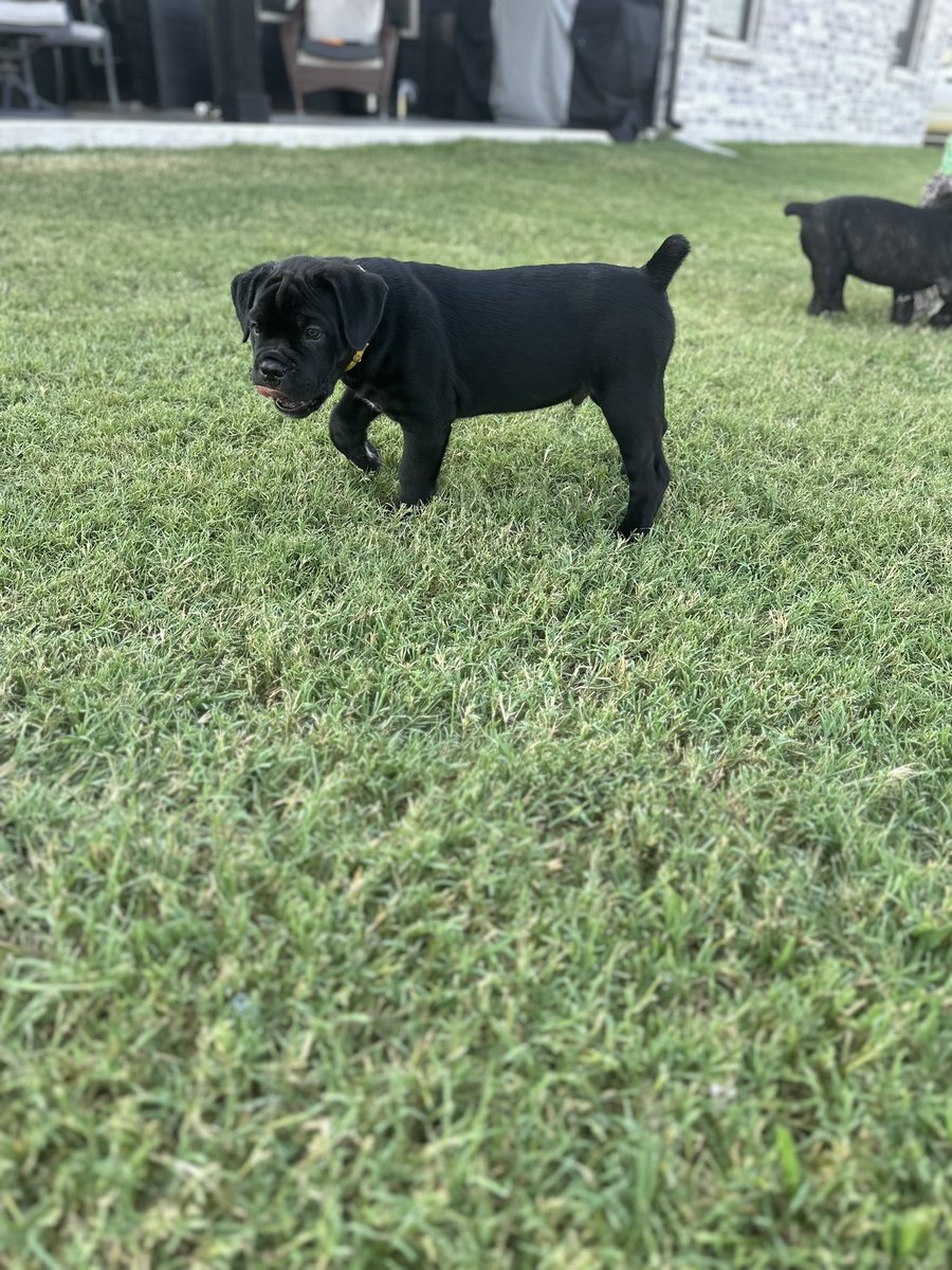 7NCaneCorso's tweet photo. Fine looking Cane Corso pups on a Friday https://t.co/cbzk6wbqYZ