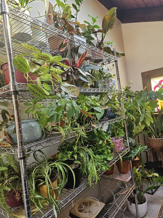 Moved most of my 🌿🌱plants in the other day... until I figure out where to really put them my office area is looking like a jungle 🤣 or a plant store 🤔