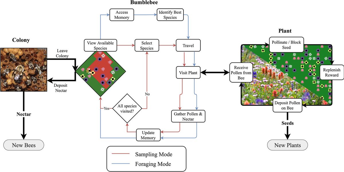 ConBiology's tweet image. In this article, Gegear et al discussed modeling scale up of #anthropogenic impacts from individual #pollinator behavior to #pollination systems.🐝🌺 Read more at doi.org/10.1111/cobi.1…

#conservation #science #pollinatorweek #wordoftheweek #pollinators #flashbackfriday