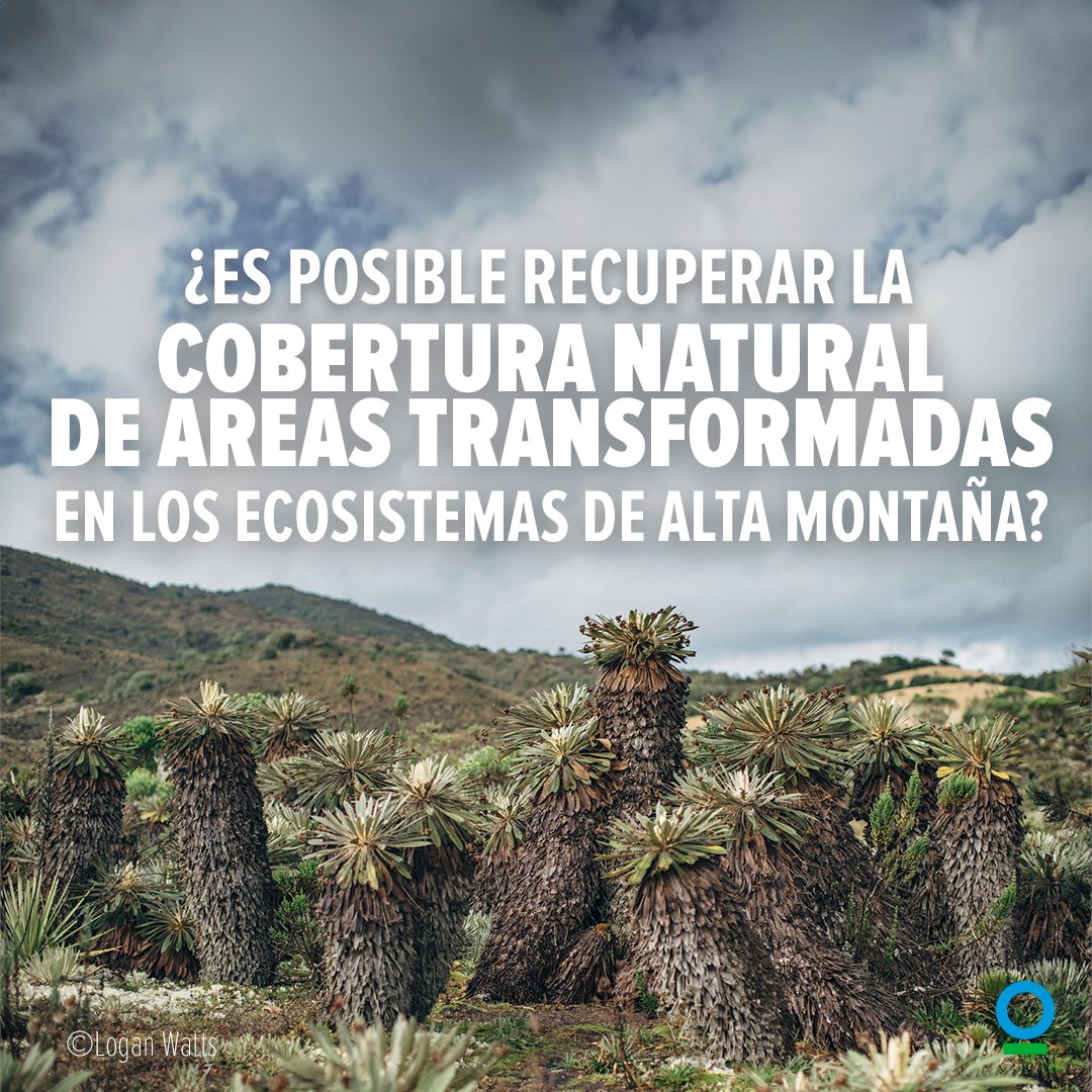 CIColombia's tweet photo. ¿Es posible recuperar la cobertura natural de áreas transformadas en los ecosistemas de alta montaña?  ¡Claro que sí! De la mano de aliados importantes y muchas otras organizaciones comprometidas con la conservación.

Conoce más: https://t.co/i8bwwisa6Y https://t.co/4ghiBYgQPz