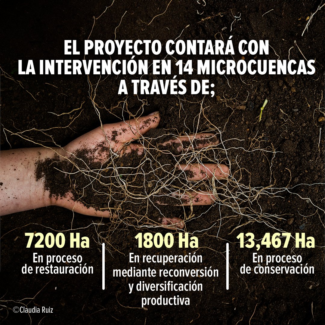CIColombia's tweet photo. ¿Es posible recuperar la cobertura natural de áreas transformadas en los ecosistemas de alta montaña?  ¡Claro que sí! De la mano de aliados importantes y muchas otras organizaciones comprometidas con la conservación.

Conoce más: https://t.co/i8bwwisa6Y https://t.co/4ghiBYgQPz