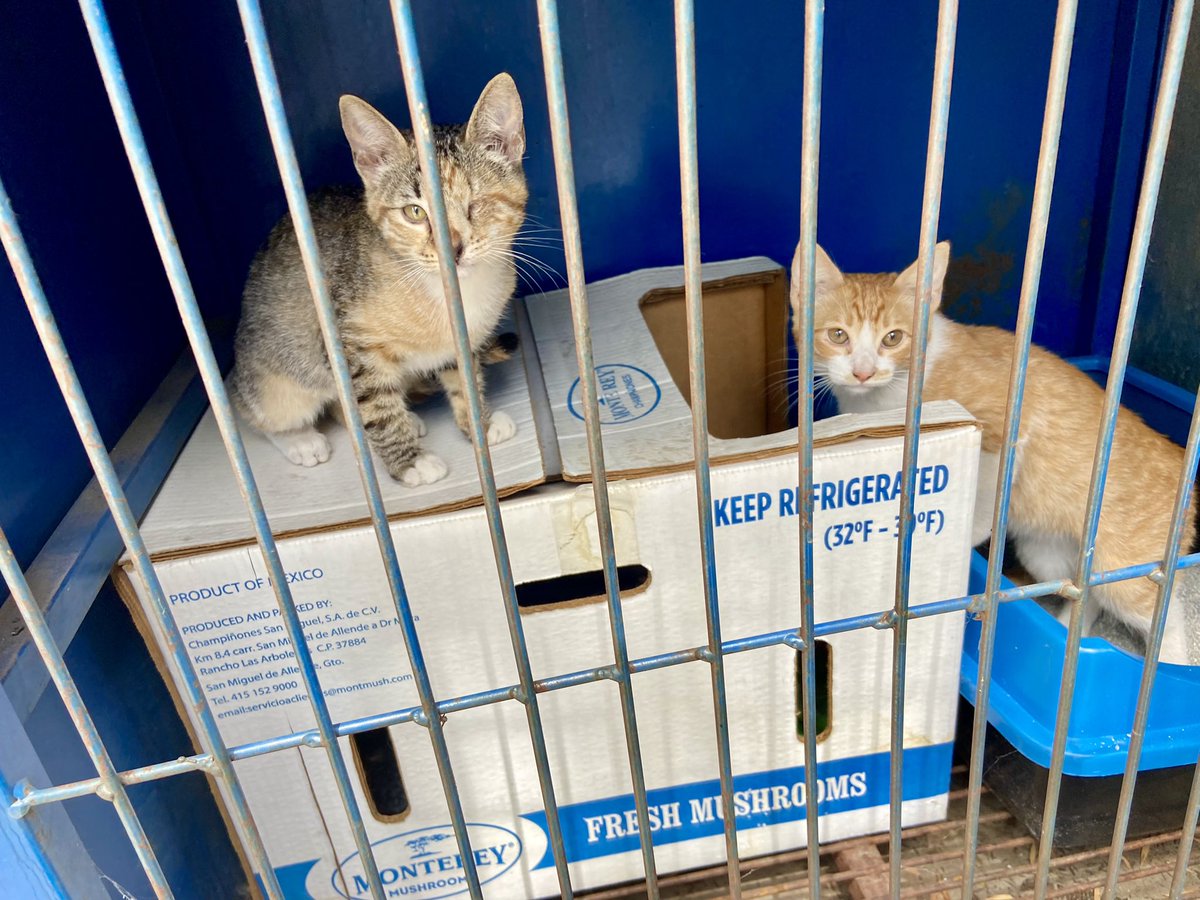 Ayer abandonaron en una clínica veterinaria a estos dos hermanitos, niño y niña, la gatita no tiene un ojito 😿están resguardados, 2 meses y medio #CDMX <a href="/ALaMagdalenaC/">Alcaldía La Magdalena Contreras</a> buscamos hogar temporal o definitivo <a href="/nydiacervera/">Nydia Cervera</a> <a href="/gatitosasalvo/">🐾🐾Gatitos a salvo🐾🐾</a> informes <a href="/Janinah18/">Janina Hidalgo Ybarra</a> 🙏🏻