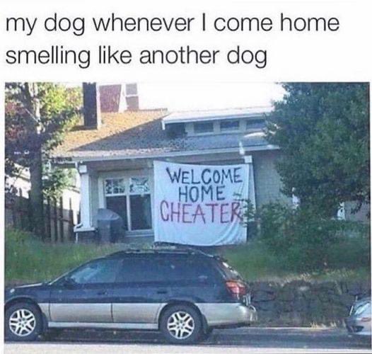 lovelywrecka's tweet photo. Oops my bad 🤣😭😭🐶🐾 https://t.co/pmt52Opd7H