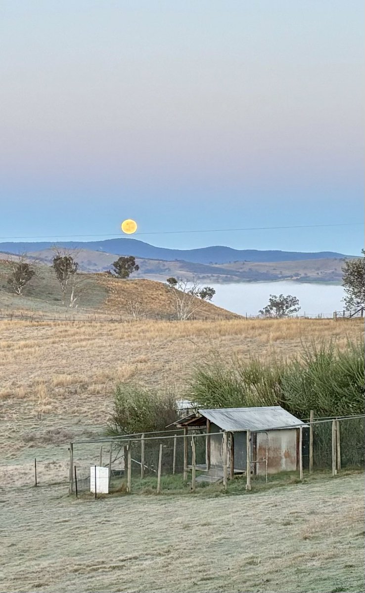 Ananya2yzai's tweet photo. Rolling down the tightrope #moonset #strawberrymoon #brindabellas https://t.co/3JeqV3rv2I