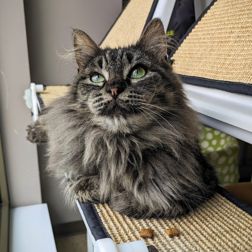 TreeHouseCats's tweet photo. It’s a good month for gray tabby lovers—gray tabbies Horseradish and Moony have entered the chat in the #CatCafé. 😎📱 And they’re ready to hear the tea you’re spilling during your café appointment. 😂
#TreeHouseCat #Horseradish #Adopt #FELV #felineleukemia https://t.co/Agjl2RM0YP