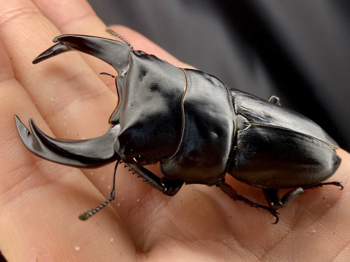 BK
スペック : 73.6(26.6)6.22mm

久々のBK✨

今年羽化した個体になりますが、形状や肌感、羽先がチョロっとVパカになっている点もBKらしいなと感じる個体😅

BKもF6にして今では初代種親のN北峰に似た感じの個体が多い印象です。