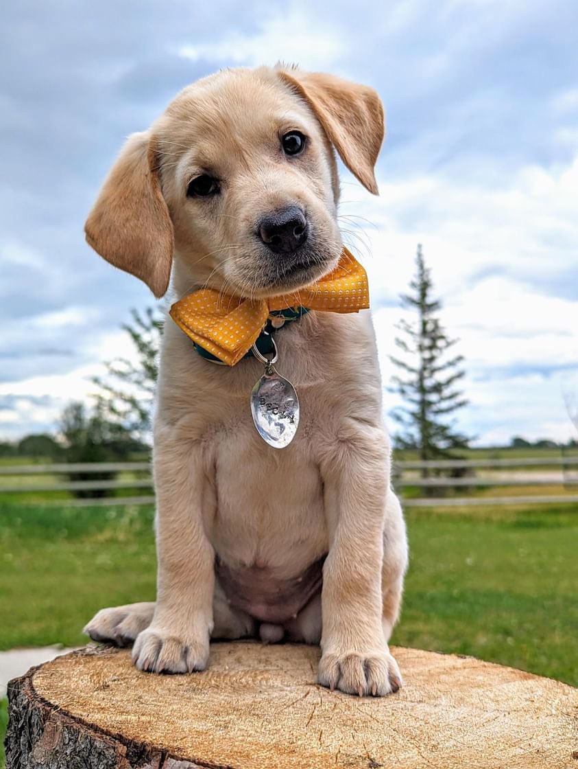 K9KitchenWitch's tweet photo. Little Girl 💛💛

#puppy #yellowlab #Becky #cute https://t.co/hjPnRJwdFp