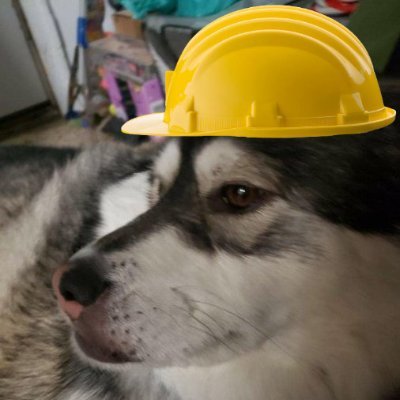 <a href="/FallGuysGame/">Fall Guys</a> Day 767 of asking for Fall Guys to add a Mai (the dog in the picture) costume into the game.