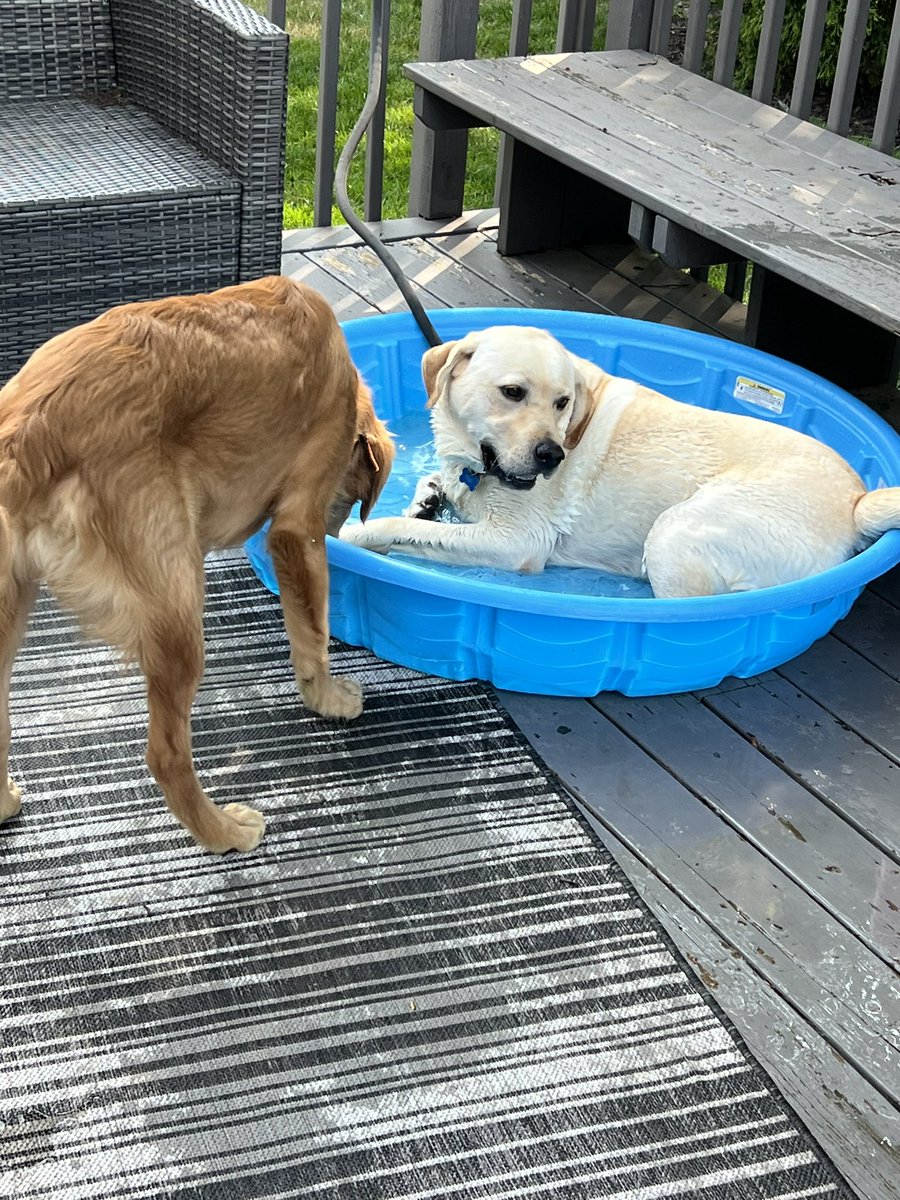 Tuck is visiting for the weekend!  Sabin doesn’t like water but Tuck!  Man does he play hard.  Fun time
with summer <a href="/circletail/">Circle Tail, Inc.</a> facility dogs.