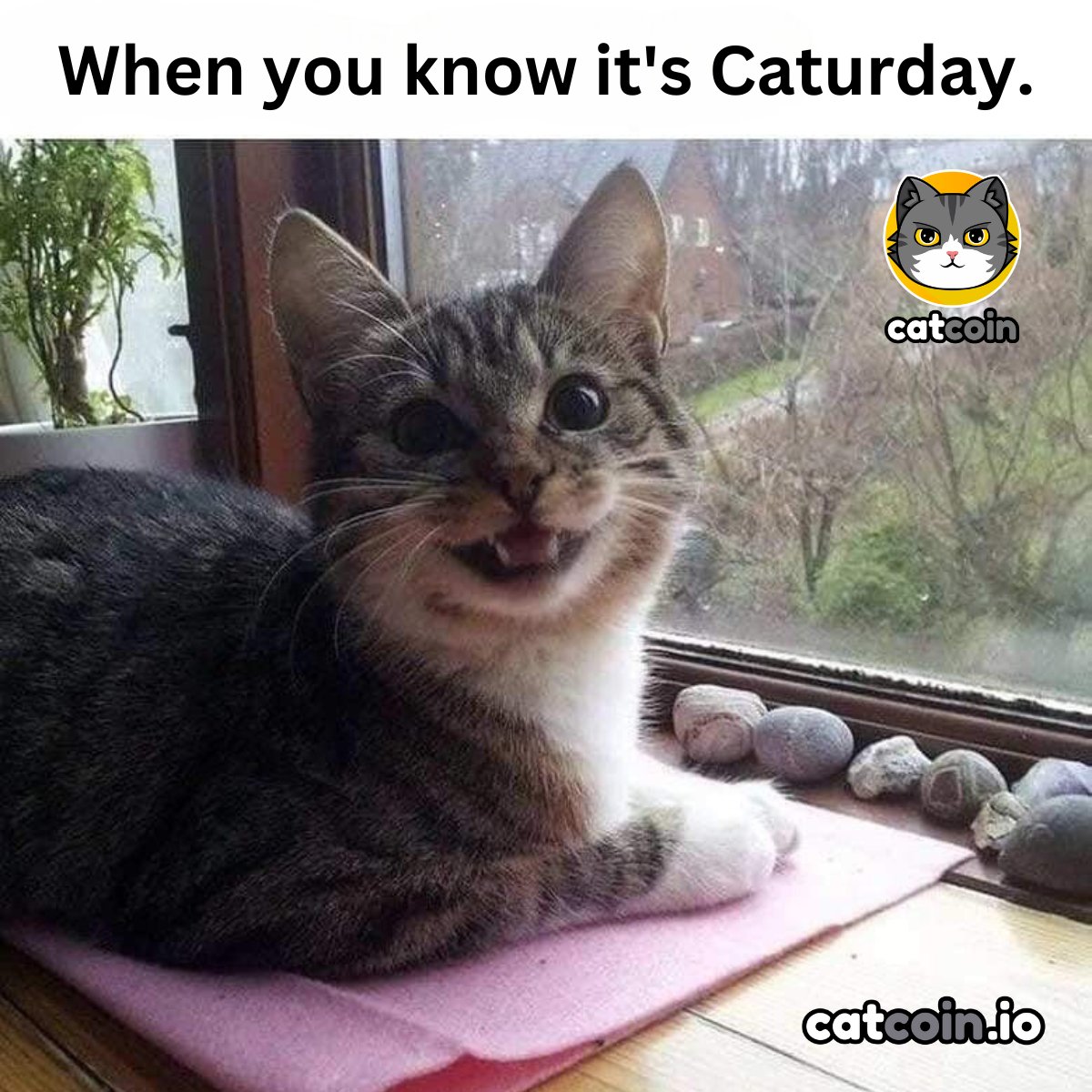 Happy #Caturday! - $15 

• Follow <a href="/officialcatcoin/">Official Catcoin</a>
• Retweet 
• And comment #Catcoin #USDT #giveaway 

24 hours
