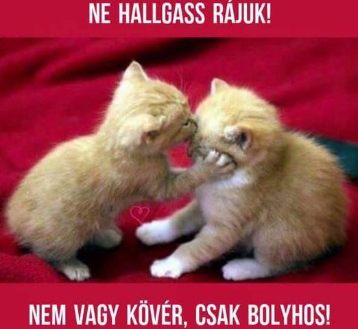 SandorRoza's tweet photo. https://t.co/Eph9OchSj5