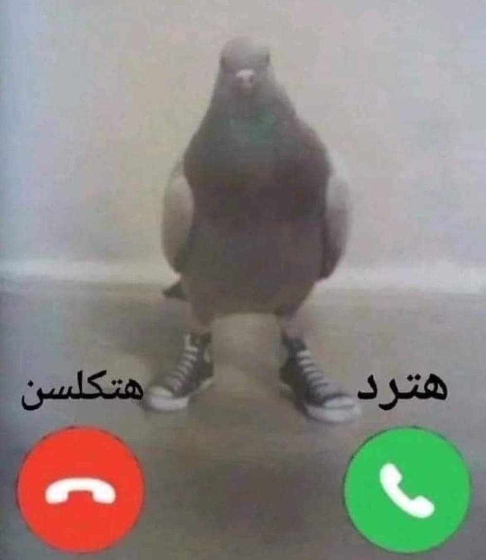 الراعي الرسمي انهارده 🤣🤣🤣🤣
