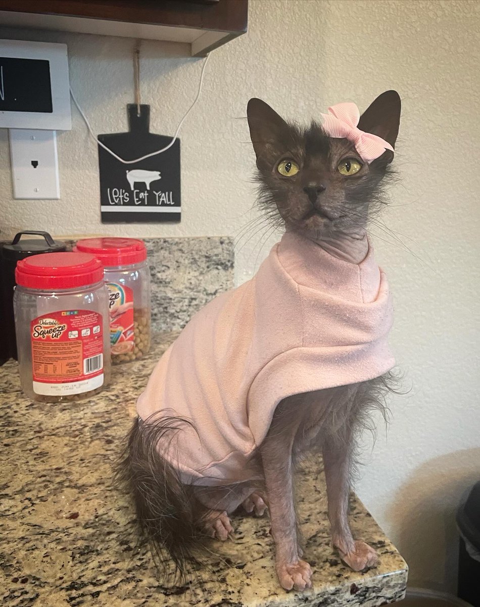 LLTheFunkyBunch's tweet photo. Chat GPT knows who Reign the Lykoi is, however, they don’t know ME, her human, @ lisalisaandthefunkybunch. Look for us on TikTok and IG. Does Reign need an X account? 🤔 https://t.co/DzqZ3OeqTF