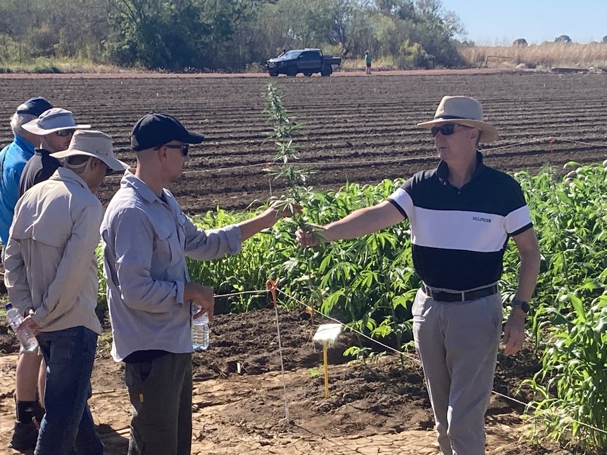 AgriFuturesAU's tweet photo. A snapshot from our Industrial hemp and sesame field days in Katherine and Kununurra this week! 

Both crop sites were looking in great condition and attracted a variety of new stakeholders🌱 

Click here to sign up to our Emerging Industries updates👉 https://t.co/rkMnqSlNOR https://t.co/Rje347ZoSy