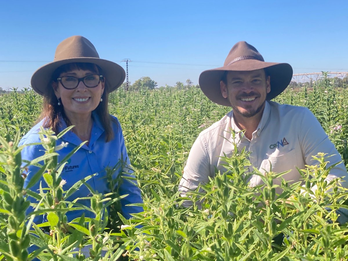 AgriFuturesAU's tweet photo. A snapshot from our Industrial hemp and sesame field days in Katherine and Kununurra this week! 

Both crop sites were looking in great condition and attracted a variety of new stakeholders🌱 

Click here to sign up to our Emerging Industries updates👉 https://t.co/rkMnqSlNOR https://t.co/Rje347ZoSy