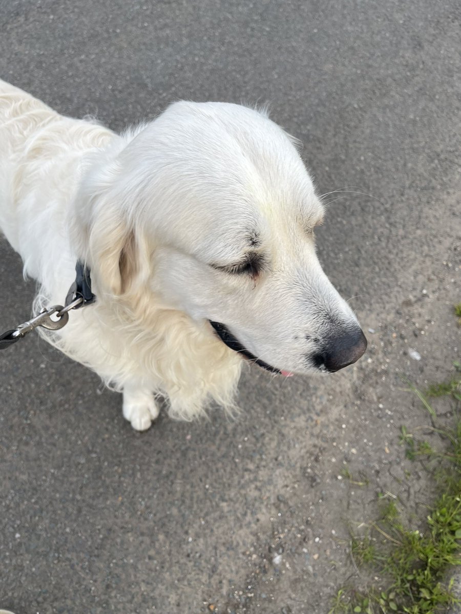 RupRupert's tweet photo. @joncoupland Walking ted,before going to work https://t.co/AqhGf465b5
