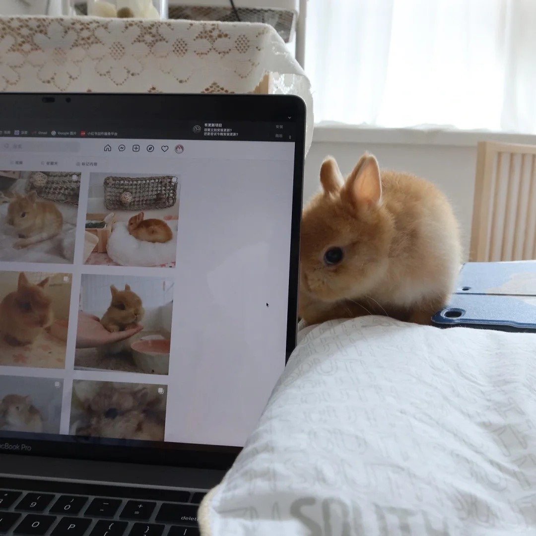 Why you should have a rabbit tweet media