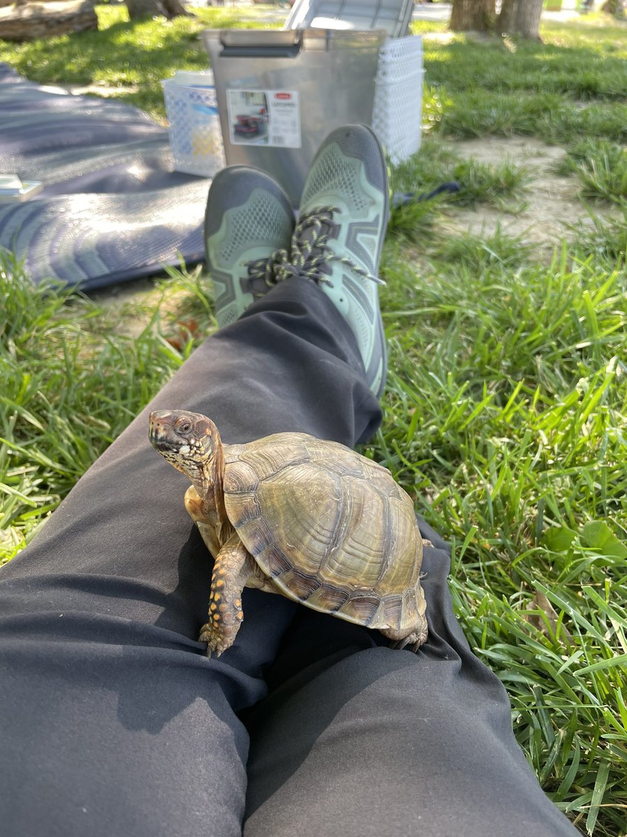 cpsmyers's tweet image. Last Morning @ The River Lucky and Henley got to help teach kids more about box turtles. Love my time with @mo_river_relief #pbl #cpsscience