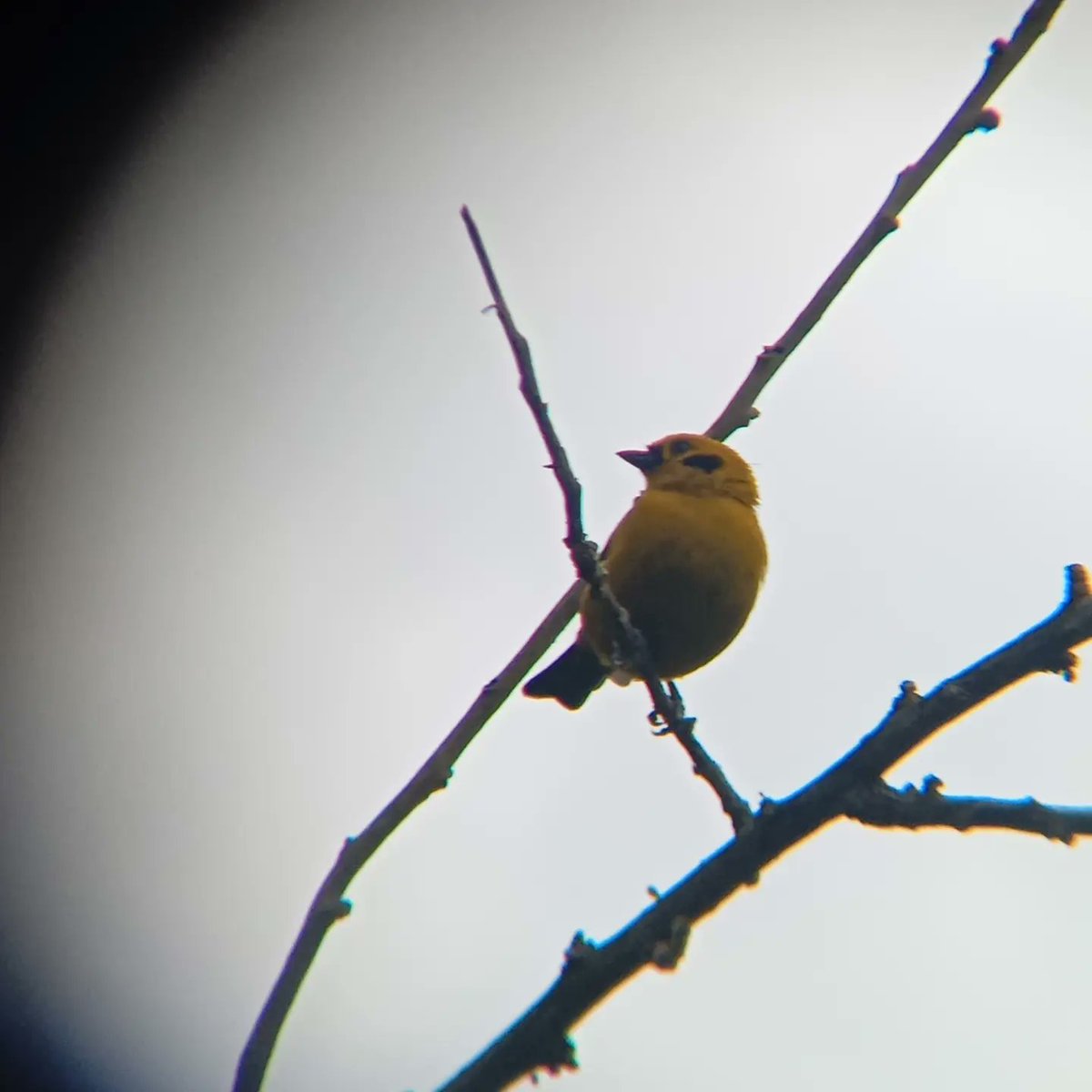 Corambiente tweet media