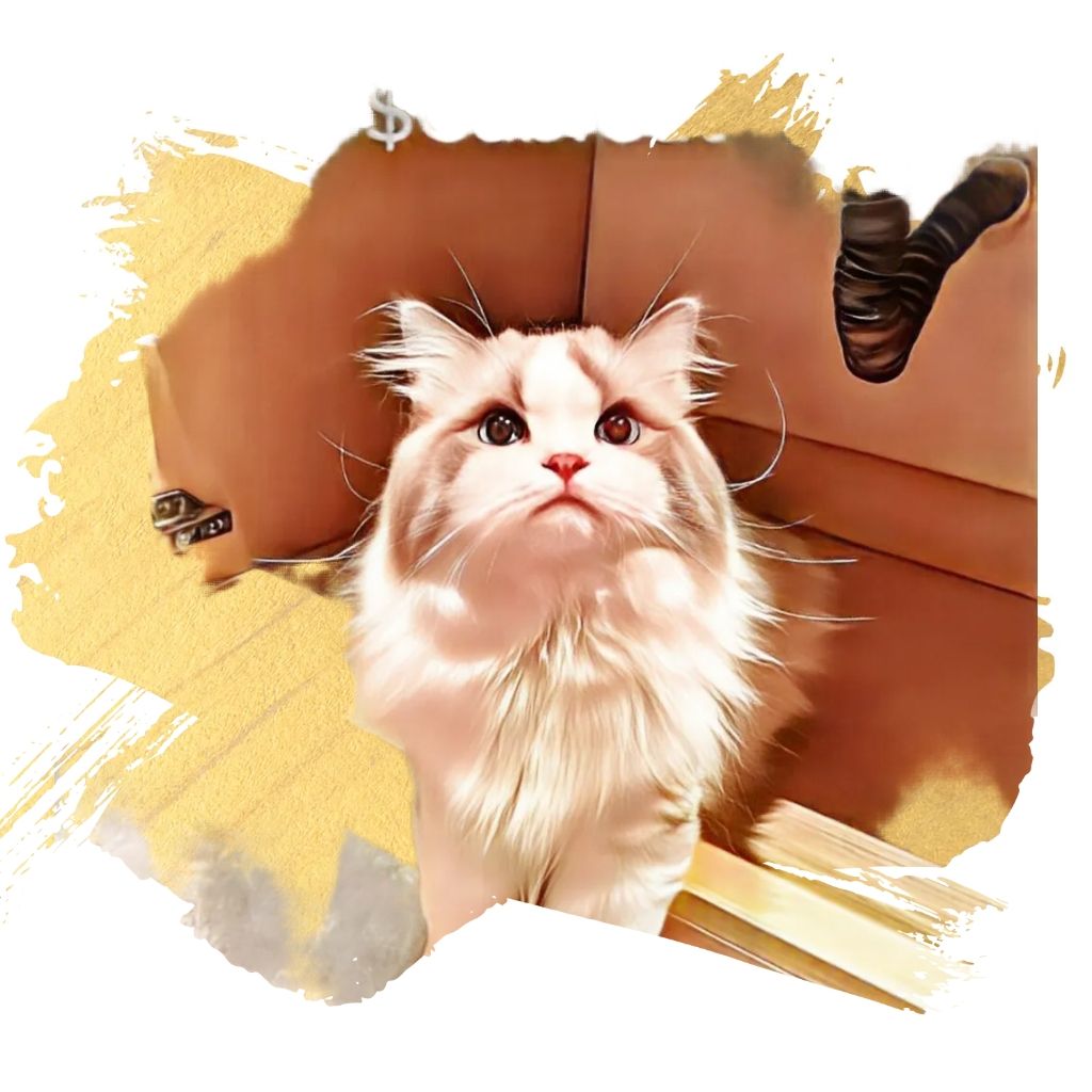 CabinetCatSol's tweet photo. You missed $Lilly missed $Billy
Don't miss
$CabiCat
💕 💕 Cutest Cat in Cabinet 💕💕 https://t.co/bgqw4pSfw4