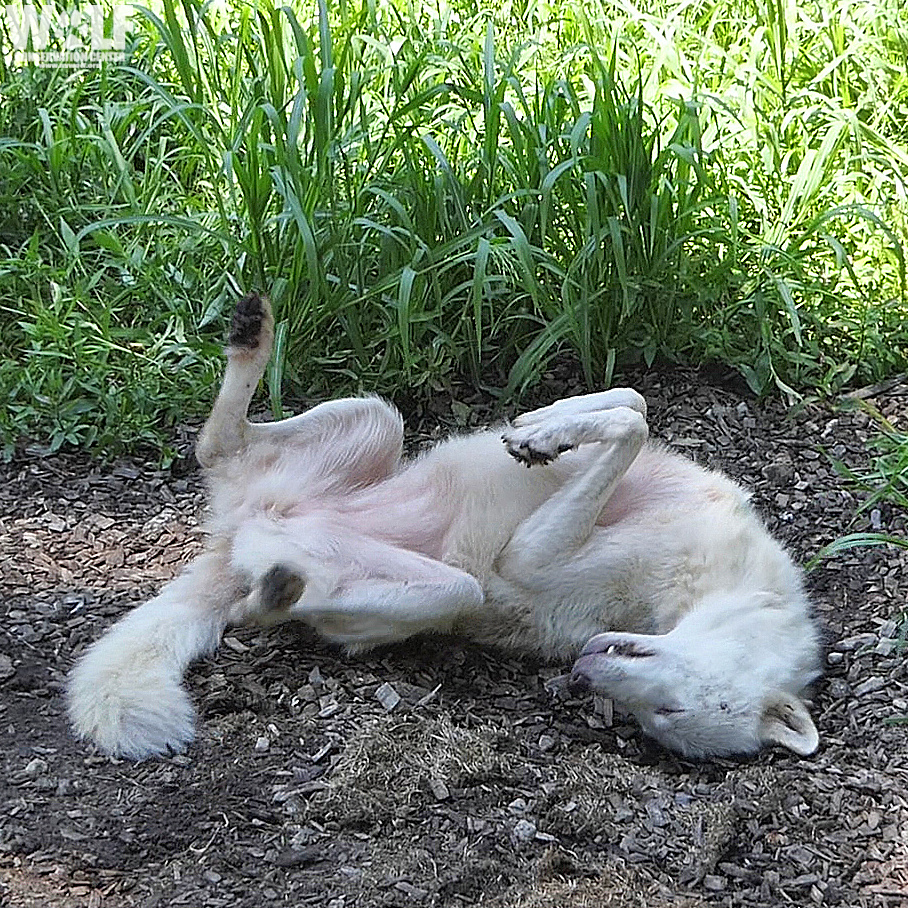 Wolf Conservation Center 🐺 tweet media
