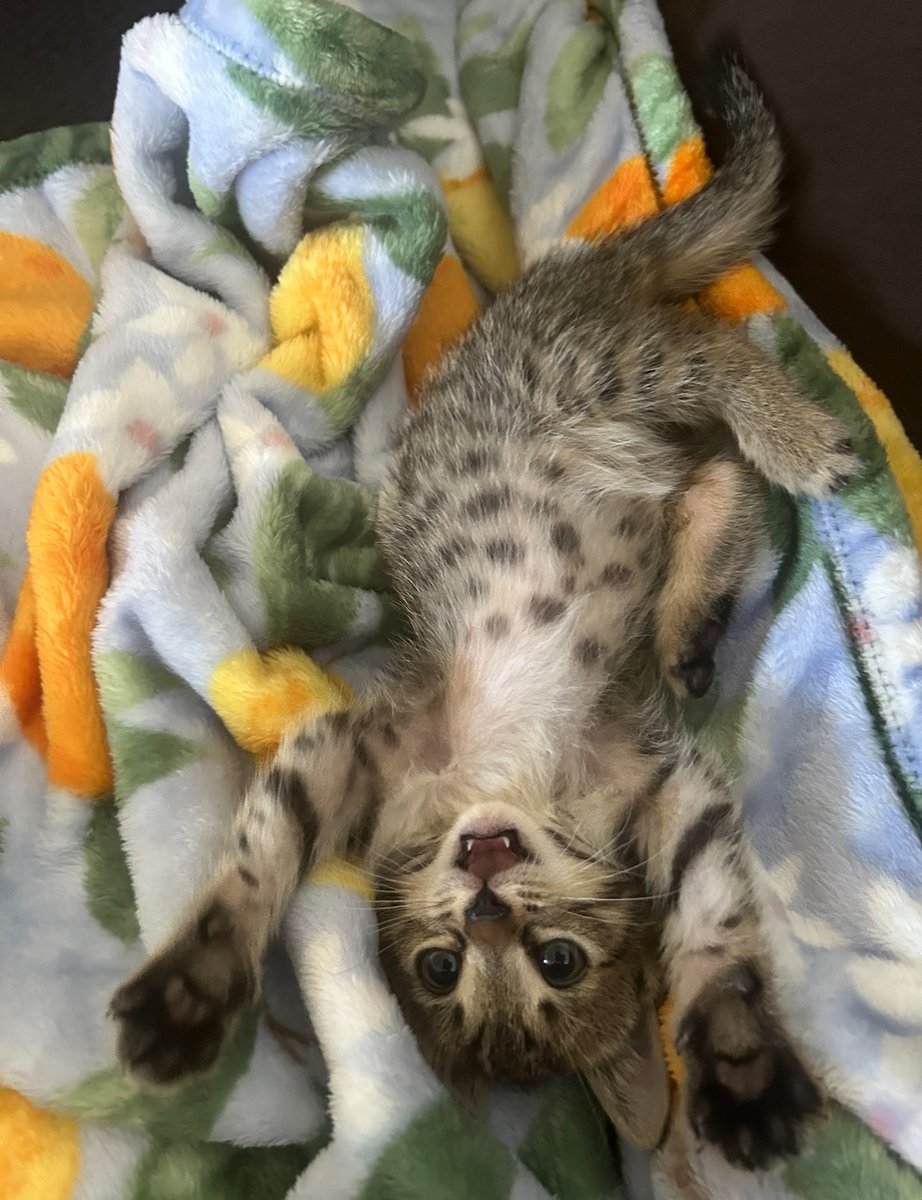 sorry this twitter is for my cat now