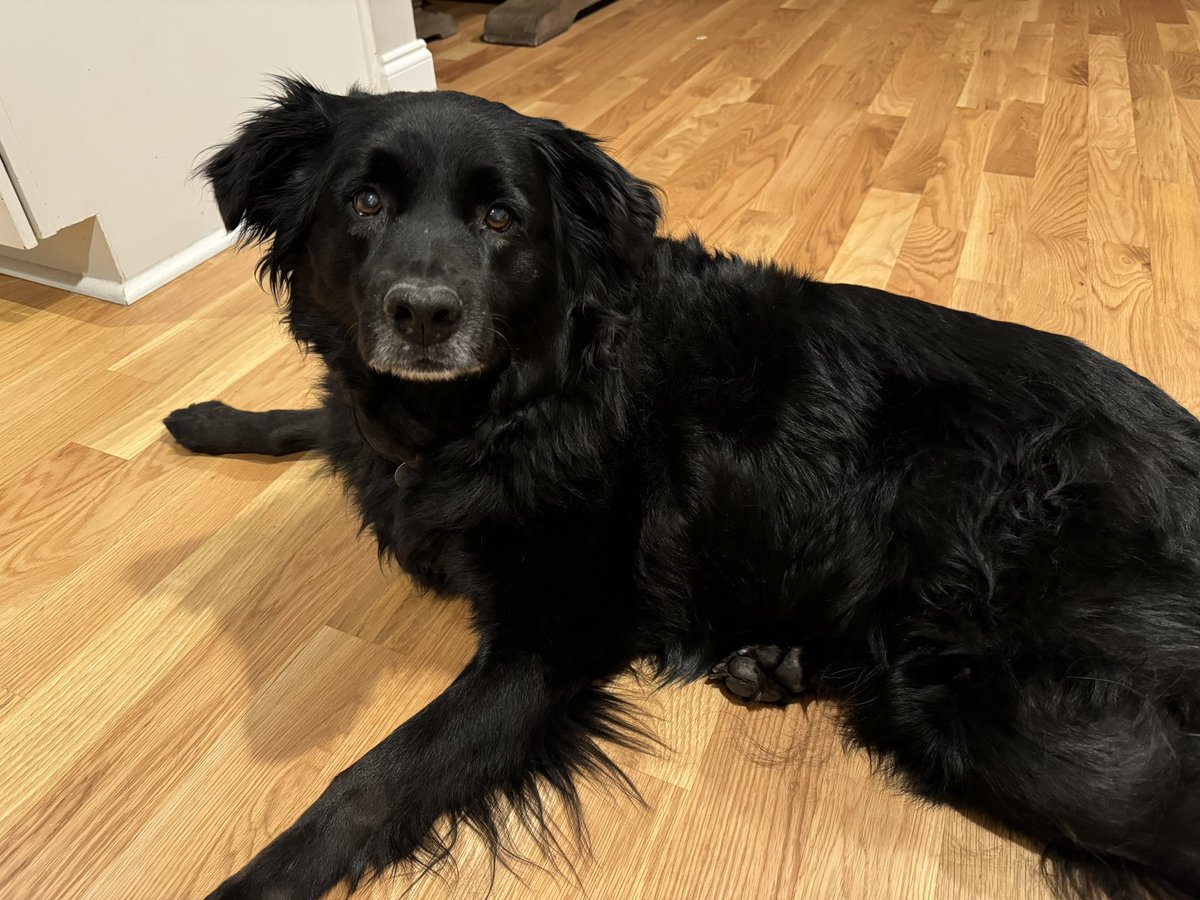 nilshomer's tweet image. We still have a long way to go… #genomics #ancestry #dog #genetics
