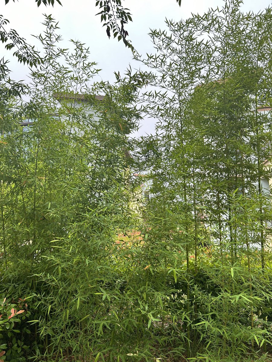 5年的竹园，终于生机盎然