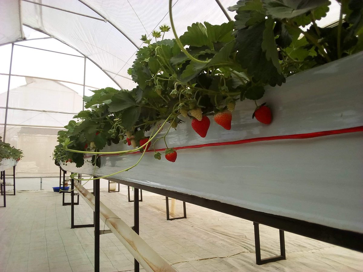 kalebndolo's tweet photo. The secret to good yields in #hydroponicstrawberryfarming lies in energy balance.
Growth leads to energy imbalance leading to decrease in yield.
To solve this #prune your strawberry and #supply optimal #nutrients .
Control #excesssalt in the system by #flushing with H2O https://t.co/2lXovZR50G