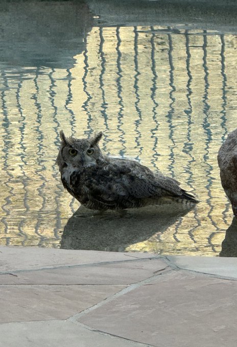It&rsquo;s so damn hot in Arizona an owl is in our pool https://t.co/qnitDsnfKz<a href="/tag/cyberpunkedgerunner"class="tags"><span>#cyberpunkedgerunner</span></a>