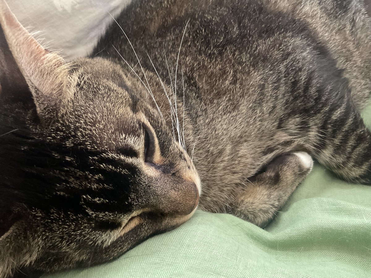🐈‍⬛Cat blood donor needed: Desperately looking for a healthy cat aged 1-7 years (Type A, but if unknown will test) who would be willing to donate cat blood to our seriously ill kitty in metropolitan Melbourne area😰