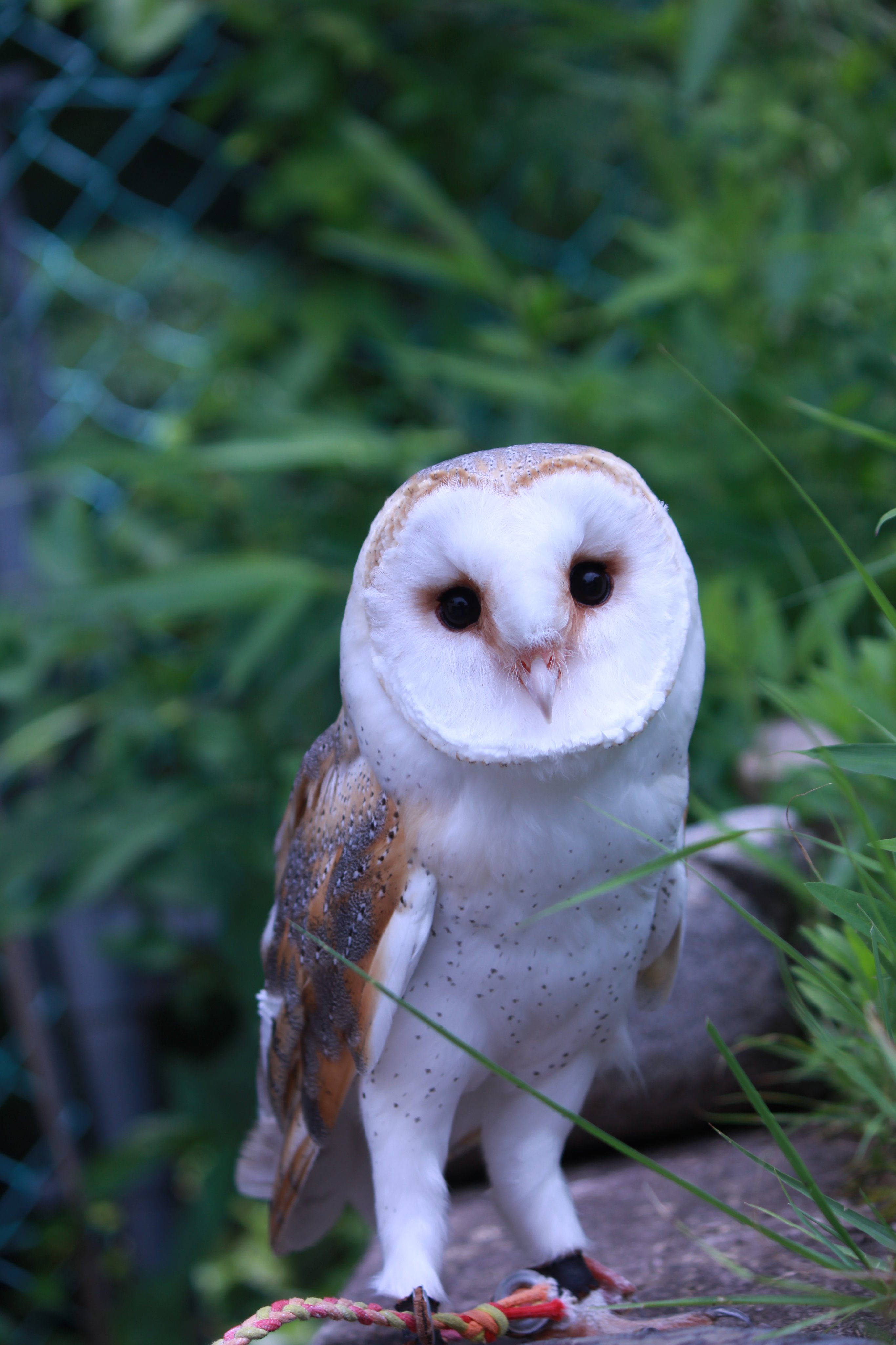 五月山動物園【公式】 on X: 