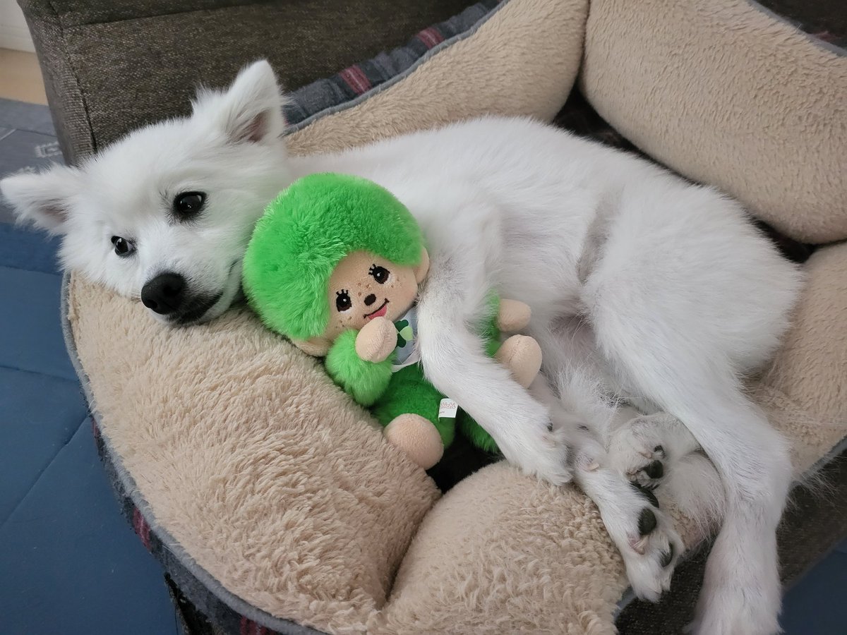 hirussyi's tweet photo. リンがいなくなって308日。

早く再会したい。

お願い、戻って来て。

リンを保護してるという方、本当にお願いです、連絡してください。

#迷子犬
#日本スピッツ
#拡散希望 
#いわき市
#勿来町
#ハワイアンズ
#ららみゅう
#メヒカリ
#いわきFC
#常磐もの
#スピッツ https://t.co/ChO6DgGQF8