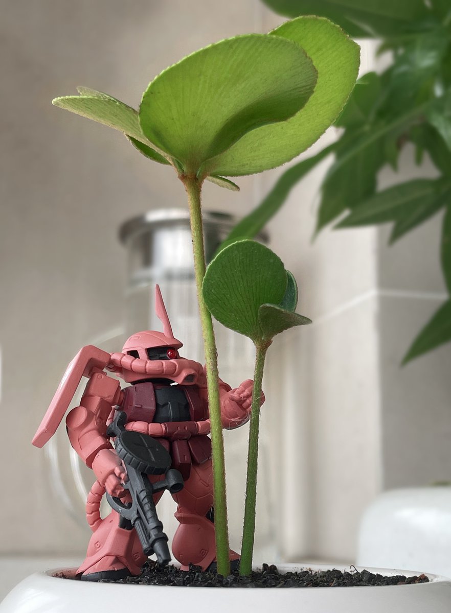 赤い稲妻とメキシコの四つ葉