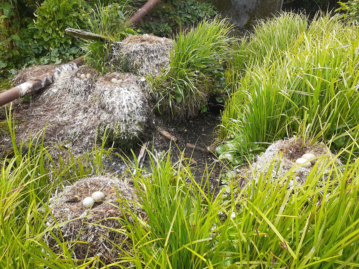 Bumper year for Middleton kittiwakes with nests everywhere. 

So cramped for space that some even decided to do the glaucous-winged gull thing &amp; nest on the ground.