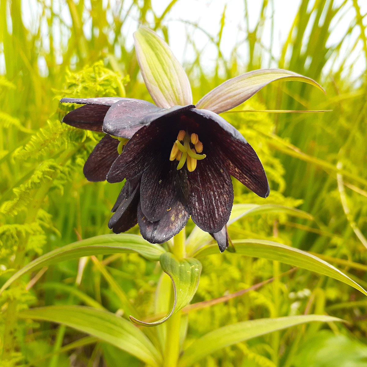 Rice root is the prettiest flower on Middleton Island, Alaska. It's rather stinky (like most Middletoners by this time of year) &amp; attracts a variety of really pretty flies.