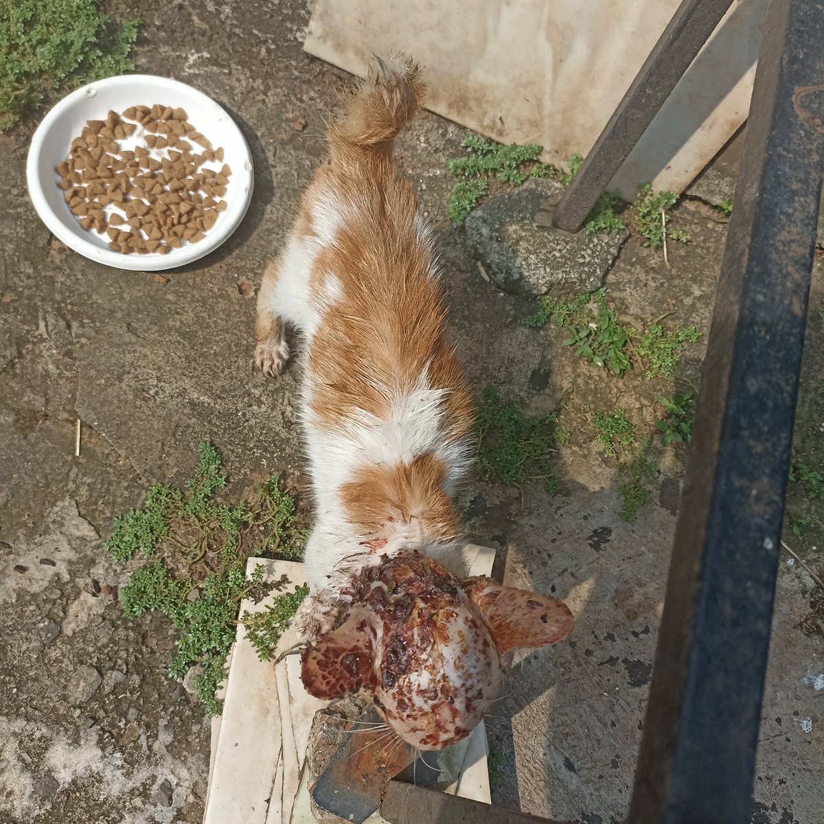 kanaxchanv's tweet photo. [ TWITTER / X PLEASE DO YOUR MAGIC ]

Please bantu RT 🥺🙏 aku mau open donasi buat kitten yang sakit ini 🥲 gak tega banget lihatnya sampai udah dikerubungi lalat 💔 aku jelasin detailsnya di bawah ya 🙏 #zonauang #zonaba https://t.co/SyT6OPZyWb