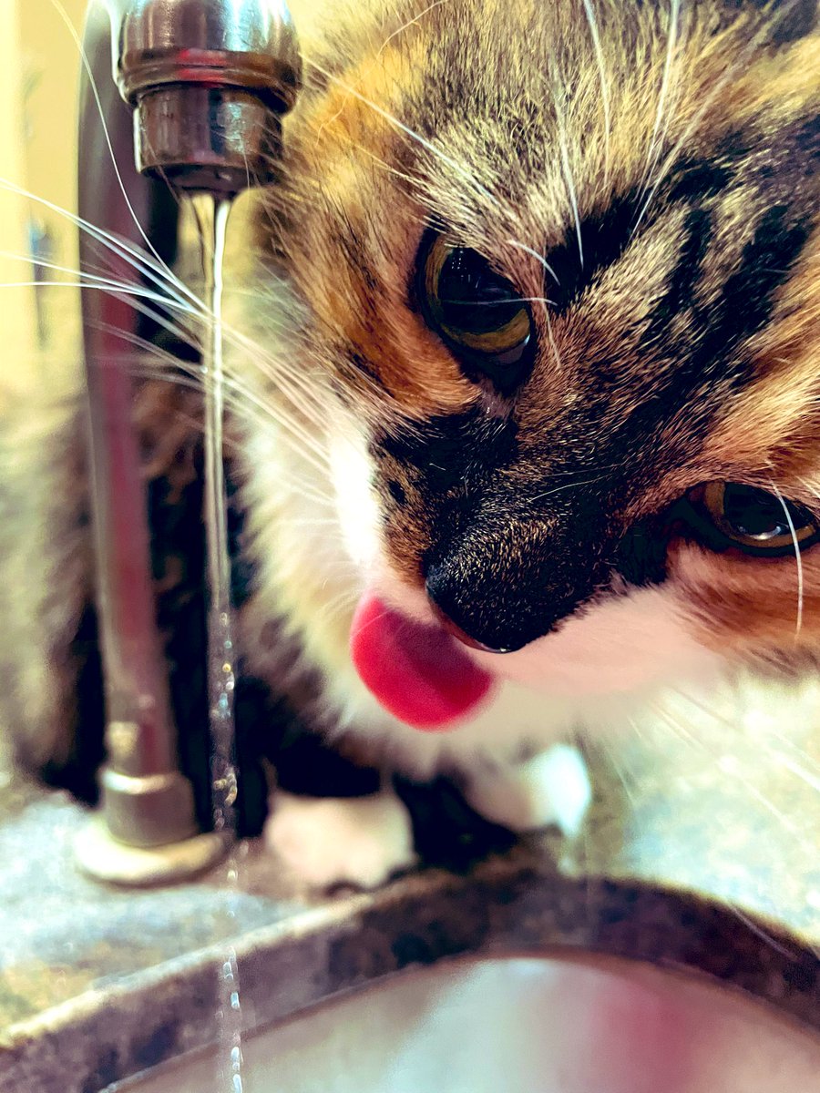 Hazelnuts sister Toffee :b