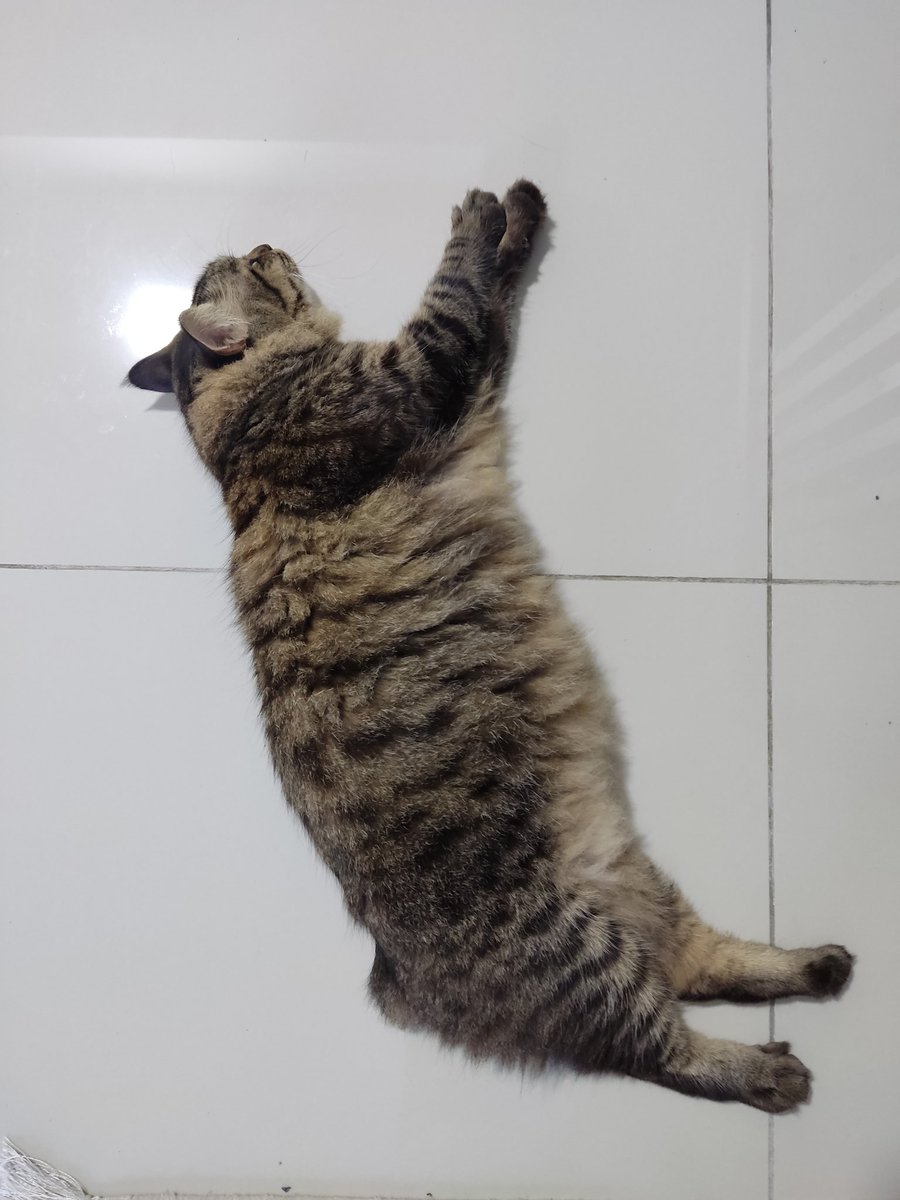 cipanjiwang's tweet photo. @tattyhassan bukan gemuk tapi fluffy. https://t.co/OQsCoQCDm7