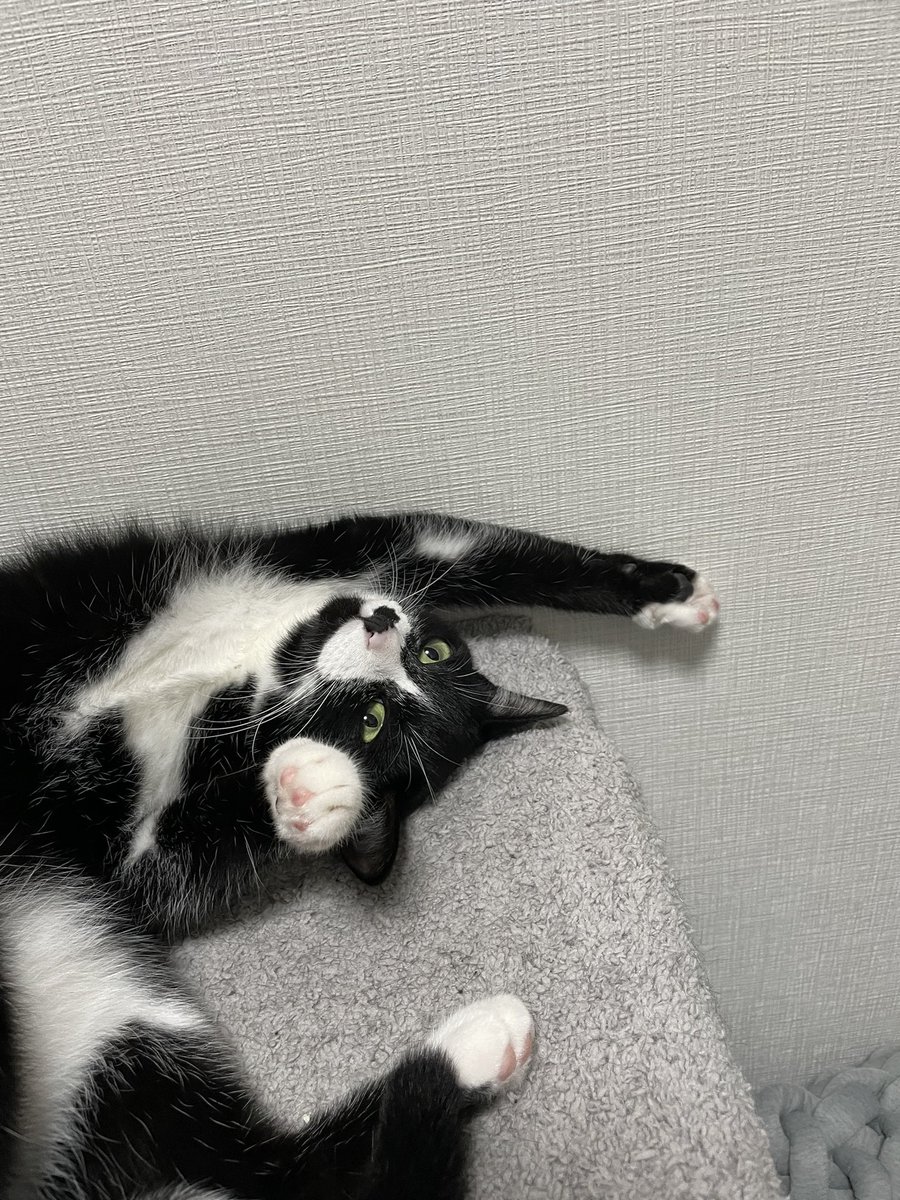 ikurasoru's tweet photo. 最近も変わってる【うゆ】を見てください

#猫 https://t.co/0VBksqOGWB
