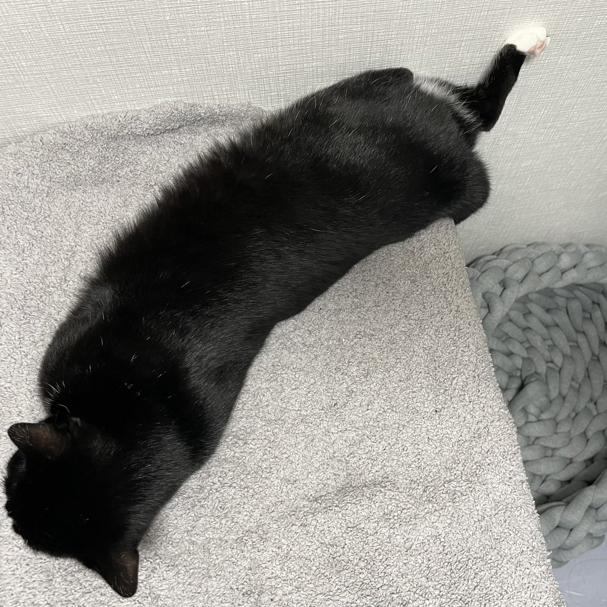 ikurasoru's tweet photo. 最近も変わってる【うゆ】を見てください

#猫 https://t.co/0VBksqOGWB
